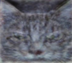 Katze